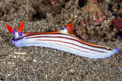 Nembrotha