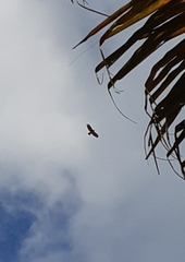 Pernis ptilorhynchus