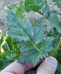 Erodium brachycarpum