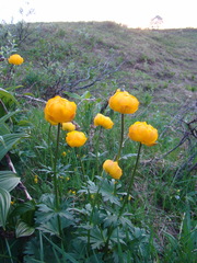 Trollius apertus