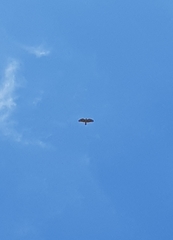 Pernis ptilorhynchus