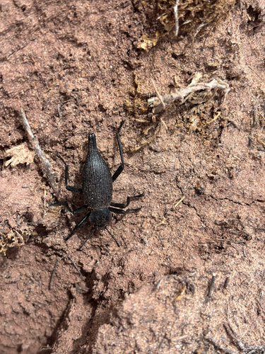Eleodes caudifera