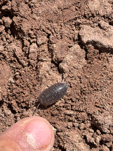 Swift Woodlouse