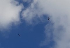 Pernis ptilorhynchus