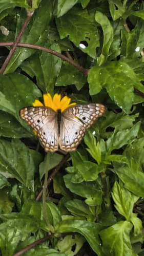 White Peacock