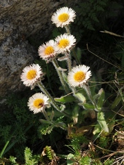 Erigeron lachnocephalus