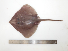 Spinetail Ray photo 5