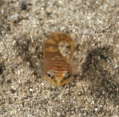 Aspasmogaster costata