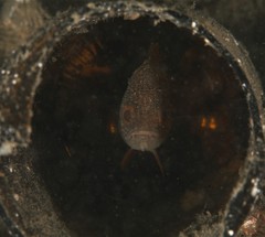 Vincentia novaehollandiae