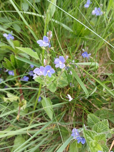 Germander Speedwell
