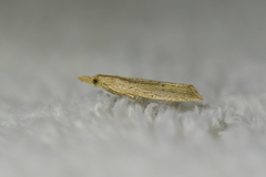 Bactra noteraula