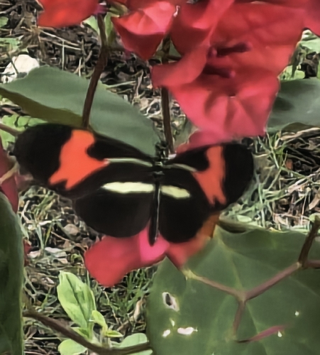 Heliconius erato phyllis