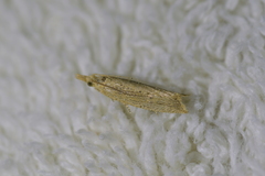 Bactra noteraula