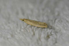 Bactra noteraula