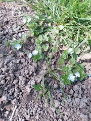 Veronica persica
