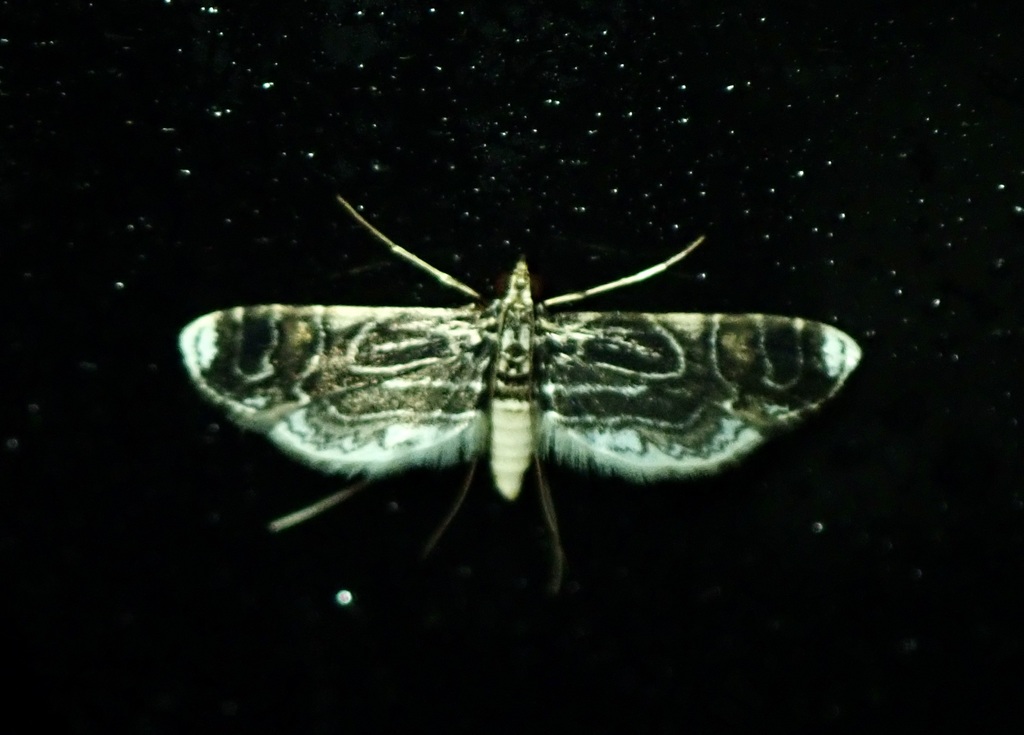Aulacodes hodevalis