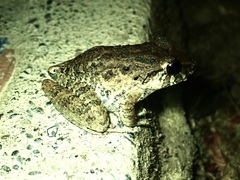 Craugastor fitzingeri