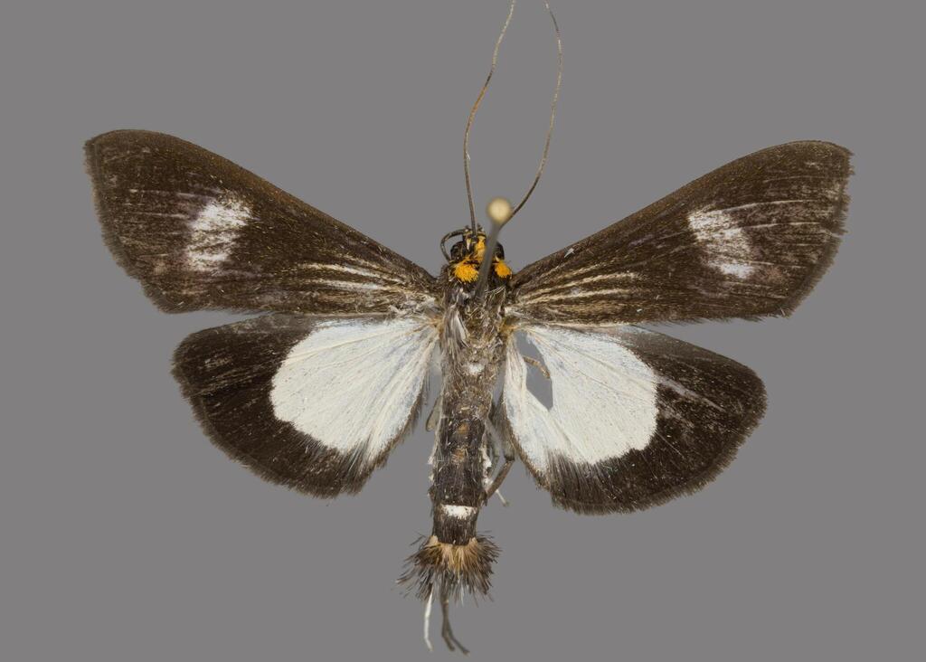 Diaphania auricollis
