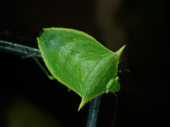 Loxa viridis image