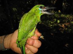 Psilopogon mystacophanos