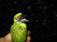 Psilopogon mystacophanos