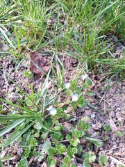 Veronica persica