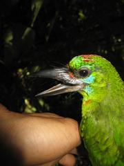 Psilopogon mystacophanos