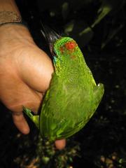 Psilopogon mystacophanos