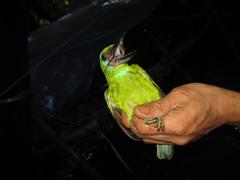 Psilopogon mystacophanos