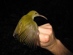 Arachnothera modesta