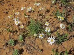 Brachyscome dichromosomatica