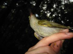 Arachnothera modesta