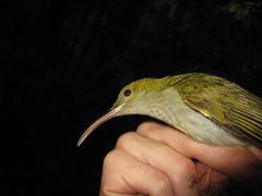 Arachnothera modesta