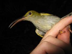 Arachnothera modesta