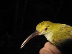 Arachnothera modesta