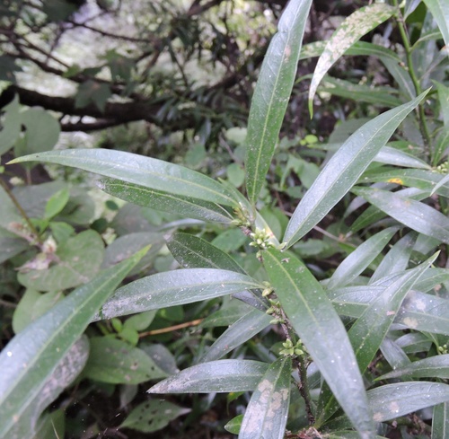 Sarcococca saligna, 2019-08-29