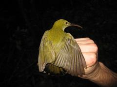 Arachnothera modesta