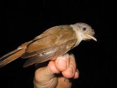 Alcippe brunneicauda