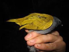 Rubigula cyaniventris