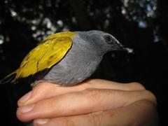 Rubigula cyaniventris