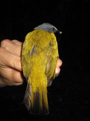 Rubigula cyaniventris