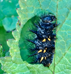 Euphydryas chalcedona