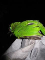 Psilopogon mystacophanos