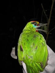 Psilopogon mystacophanos