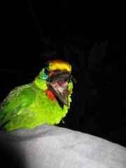 Psilopogon mystacophanos