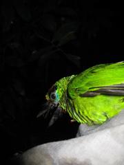 Psilopogon mystacophanos