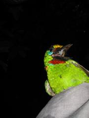 Psilopogon mystacophanos