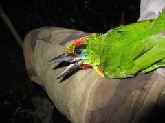 Psilopogon mystacophanos