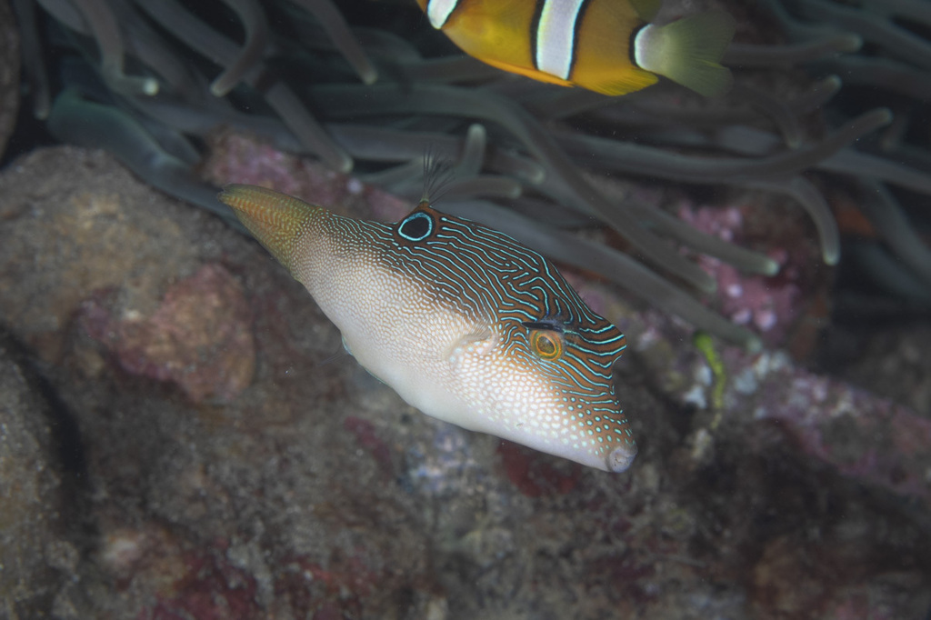 Compressed toby (Canthigaster compressa) — Tetraodontidae