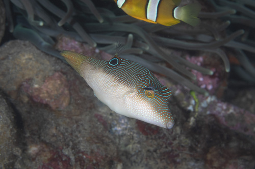 Compressed toby (Canthigaster compressa) — Tetraodontidae